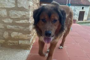 Alerta descoberta Cão Desconhecido Mayac França