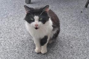 Alerta descoberta Gato Fêmea Morfontaine França