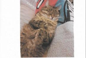 Alerta desaparecimento Gato cruzamento Fêmea, 9 anos Bourg-en-Bresse França