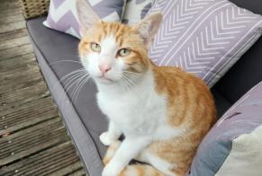 Alerta descoberta Gato Macho, 3 anos Dompierre-sur-Yon França