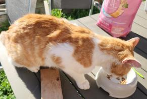 Alerta descoberta Gato Macho, 3 anos Dompierre-sur-Yon França