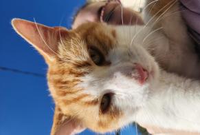 Alerta descoberta Gato Macho, 3 anos Dompierre-sur-Yon França