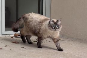Alerta descoberta Gato Fêmea Marseille França