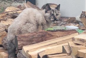 Alerta descoberta Gato cruzamento Desconhecido, 3 anos Bourg-Saint-Andéol França