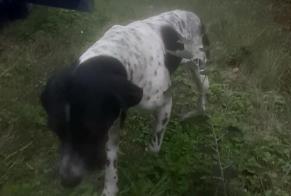 Alerta descoberta Cão Macho Blois França