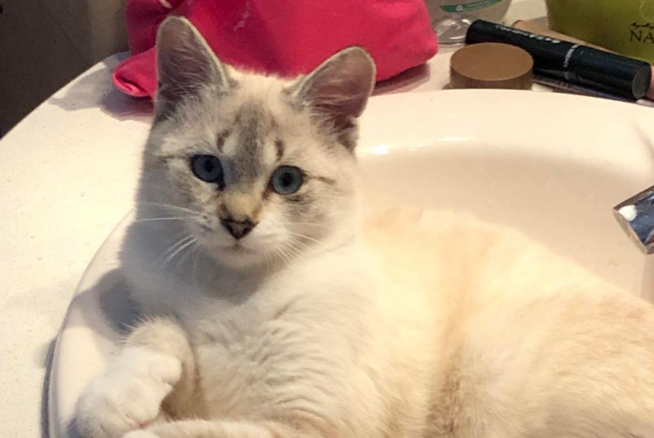 Alerta desaparecimento Gato cruzamento Fêmea , 0 anos La Châtre-Langlin França