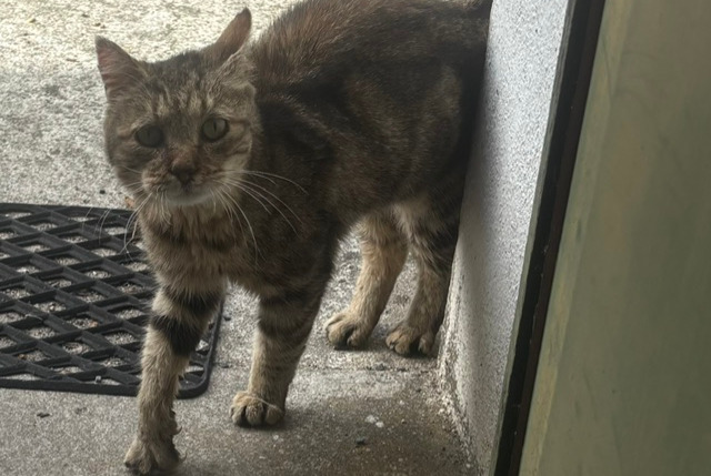 Alerta descoberta Gato  Desconhecido Mouthiers-sur-Boëme França