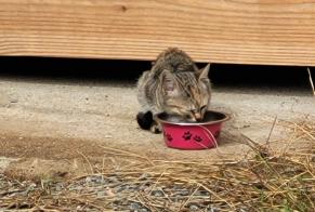 Alerta descoberta Gato Desconhecido, Entre 1 e 3 meses Rochechouart França