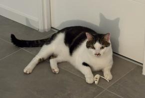 Alerta desaparecimento Gato Macho, 6 anos Lons França