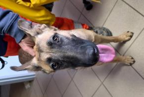 Alerta descoberta Cão Fêmea Nanteuil França