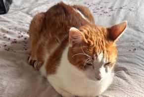 Alerta desaparecimento Gato Macho, 7 anos Villepinte França