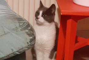 Alerta descoberta Gato Macho, 4 anos Quernes França