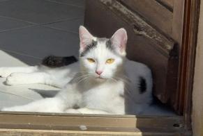 Alerta desaparecimento Gato Fêmea, 1 anos Louviers França
