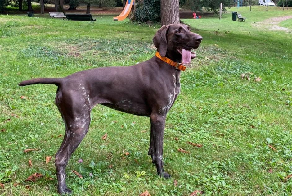 Alerta desaparecimento Cão  Fêmea , 5 anos La Rochelle França