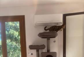 Alerta desaparecimento Gato Fêmea, 0 anos Monteux França