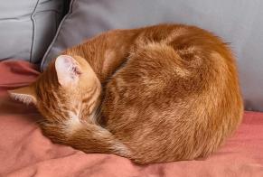Alerta descoberta Gato Desconhecido Le Mans França
