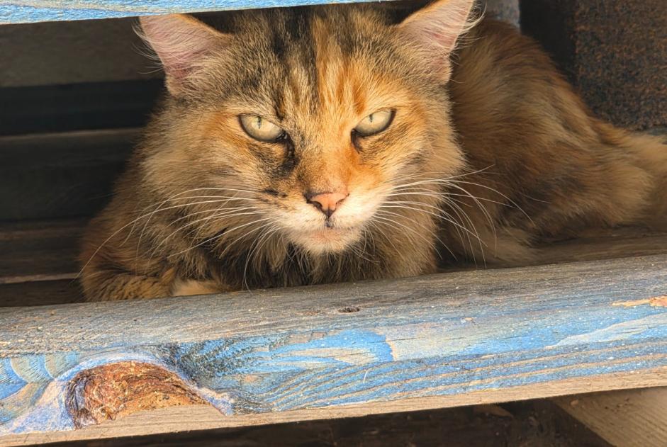 Alerta descoberta Gato Fêmea Claira França