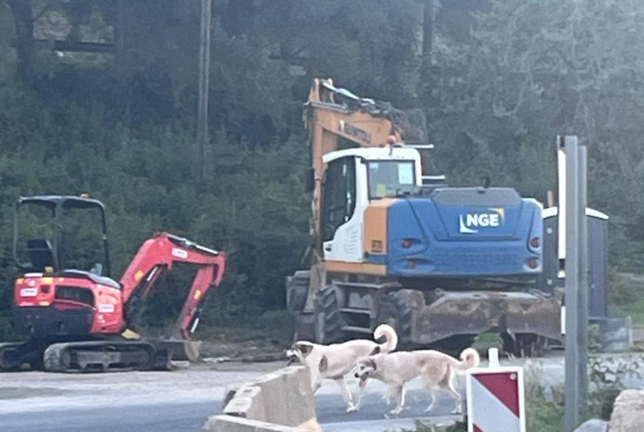 Alerta descoberta Cão Desconhecido Poussan França