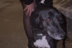 Alerta descoberta Cão cruzamento Macho Poissy França