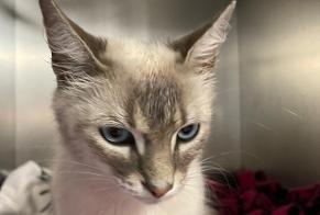 Alerta descoberta Gato Macho, 3 anos Cenon França