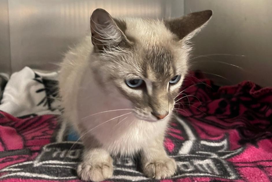 Alerta descoberta Gato  Macho , 3 anos Cenon França