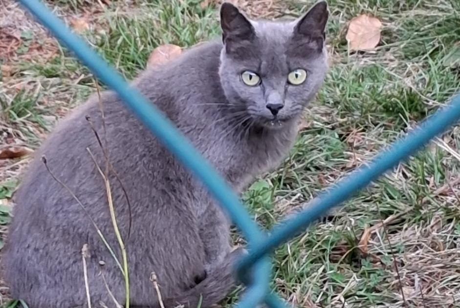 Alerta descoberta Gato Fêmea Mettray França