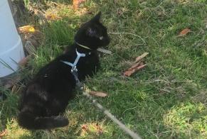 Alerta desaparecimento Gato Macho, 0 anos Savy-Berlette França