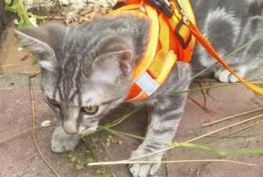 Alerta desaparecimento Gato Macho, 0 anos Anglet França