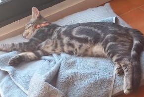 Alerta desaparecimento Gato Macho, 0 anos Anglet França